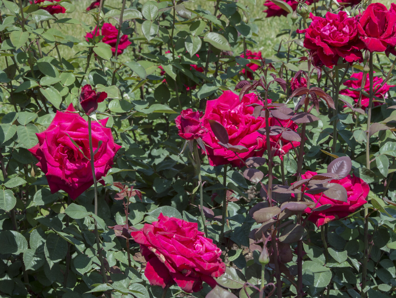 Hershey Gardens roses